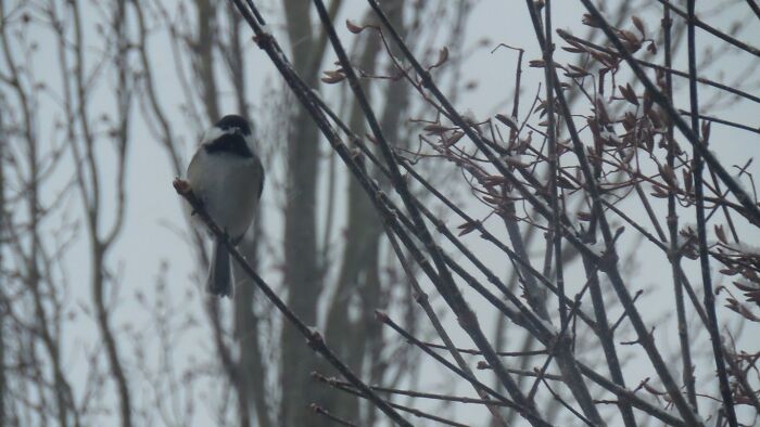 Chickadee In The Lilacs