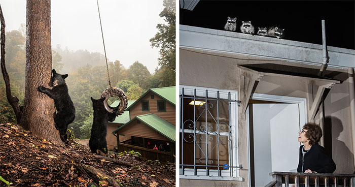 This Photographer Captured Wild Animals Strolling Through Residential Neighborhoods In The United States (27 Pics)