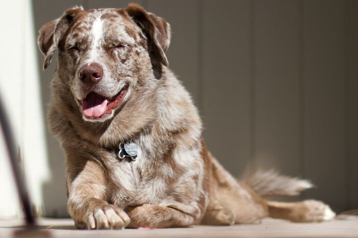 CEO Celebrates Worker Who Sold His Dog To Return To The Office, Sparks Huge Backlash Online