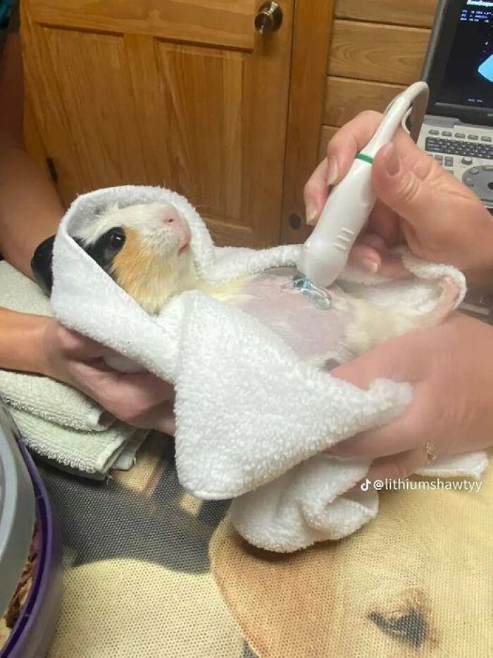 50 Times People Spotted Animals In Places They Shouldn't Be And Just Had To Document It