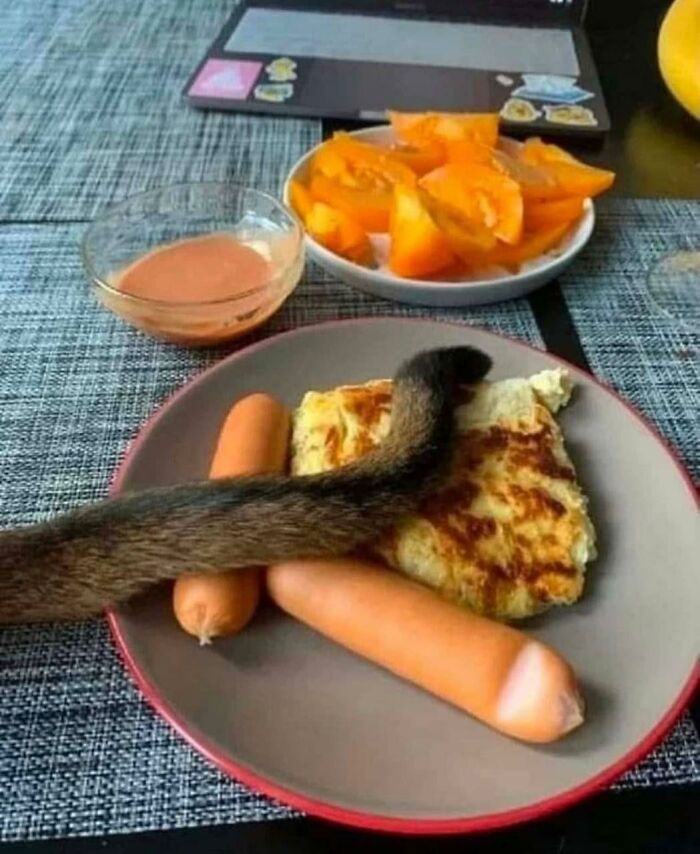 Animals-In-Random-Places-Funny-Pics