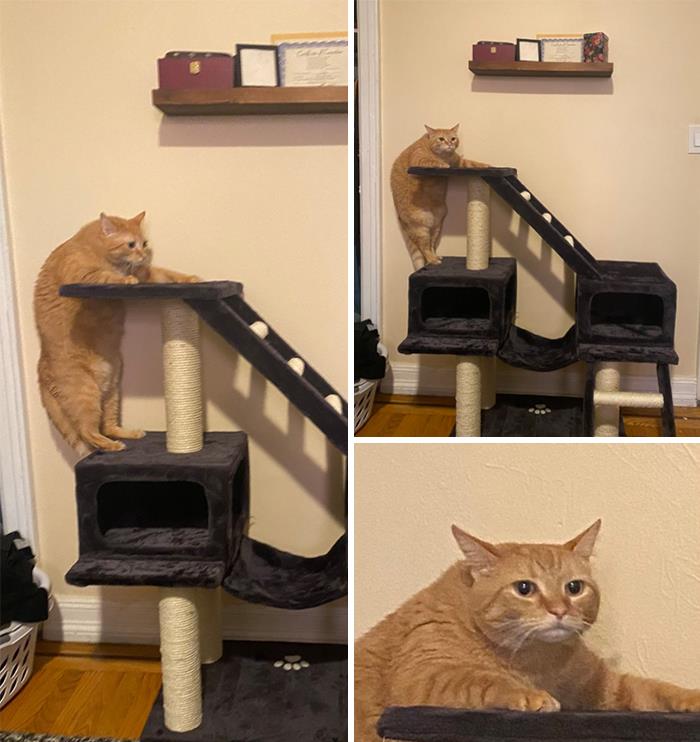 50 Times People Spotted Animals In Places They Shouldn't Be And Just Had To Document It