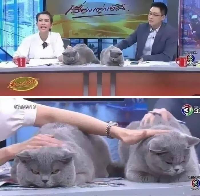 50 Times People Spotted Animals In Places They Shouldn't Be And Just Had To Document It