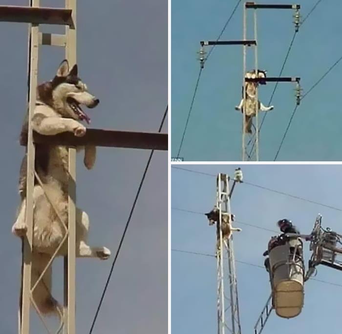 50 Times People Spotted Animals In Places They Shouldn't Be And Just Had To Document It