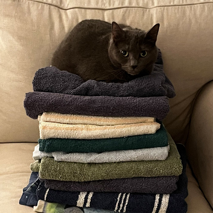 I Captured My Cat Sitting In Weird Spots (20 Pics)