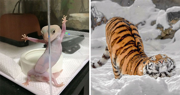 50 Ridiculously Photogenic Animals (New Pics)