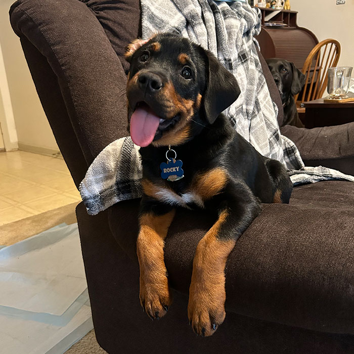 Hey Pandas, Share Your Happy Place