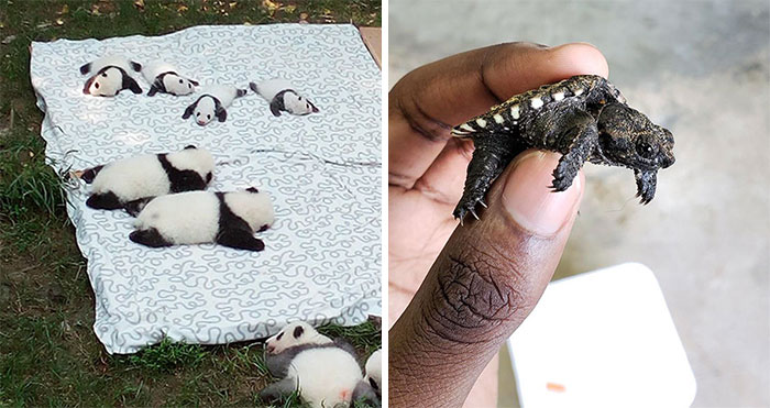 50 Of The Most Adorable Baby Animals To Ever Bless The Internet (New Pics)