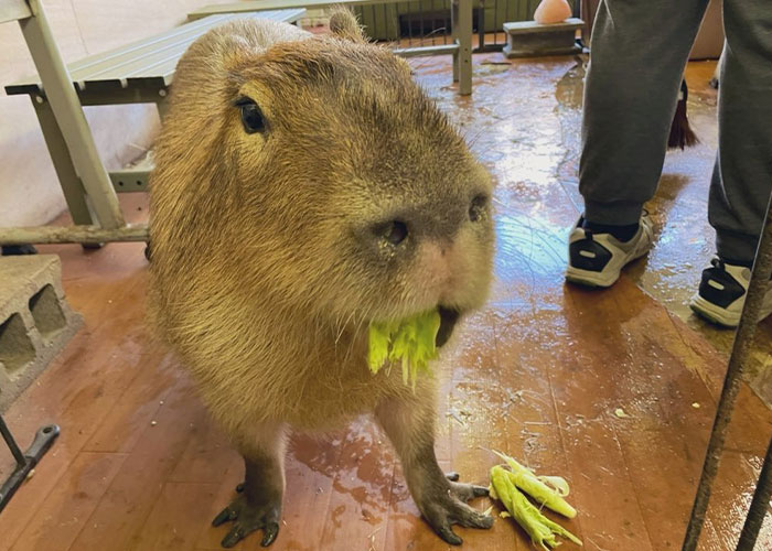 Capybara eating fresh leafy greens indoors, showcasing cute animals eating in the most adorable way.