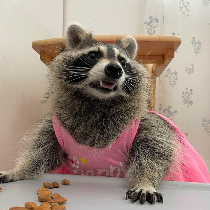 Raccoon wearing a pink dress eating nuts at a table, showcasing cute animals eating in the most adorable way.