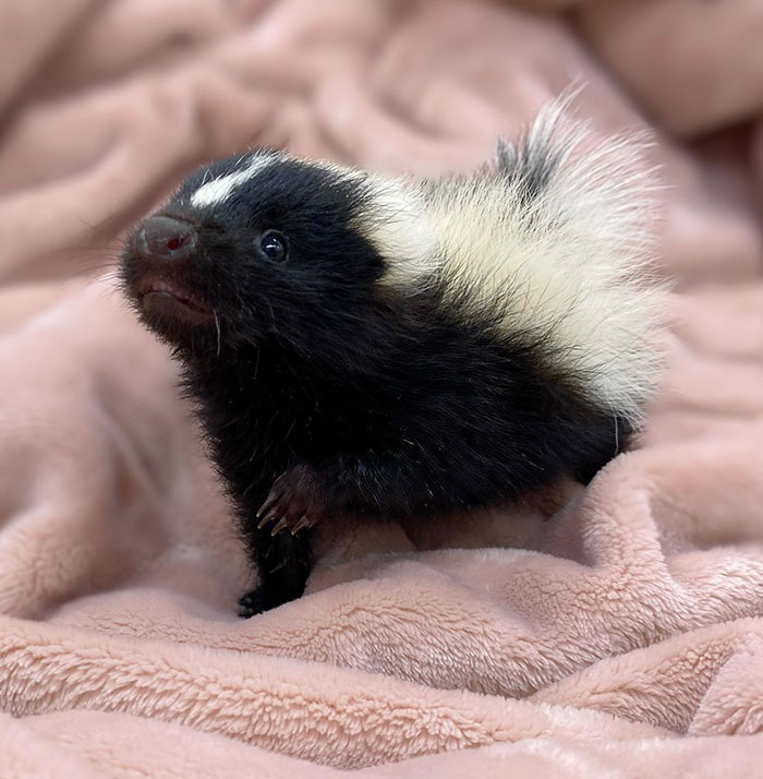 Adorable baby skunk on a fluffy pink blanket, showcasing its cute black and white fur.