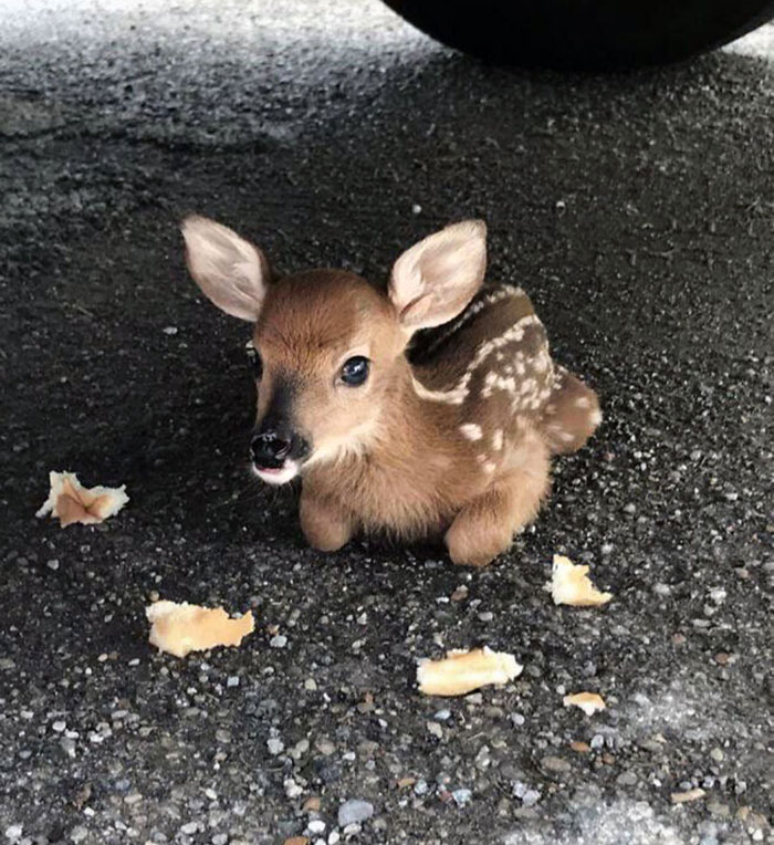 Adorable baby animal, a fawn, resting on pavement with small pieces of bread around it.