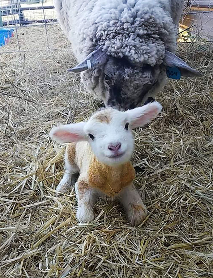 Adorable baby animal lamb with a fluffy parent in a hay-filled pen.