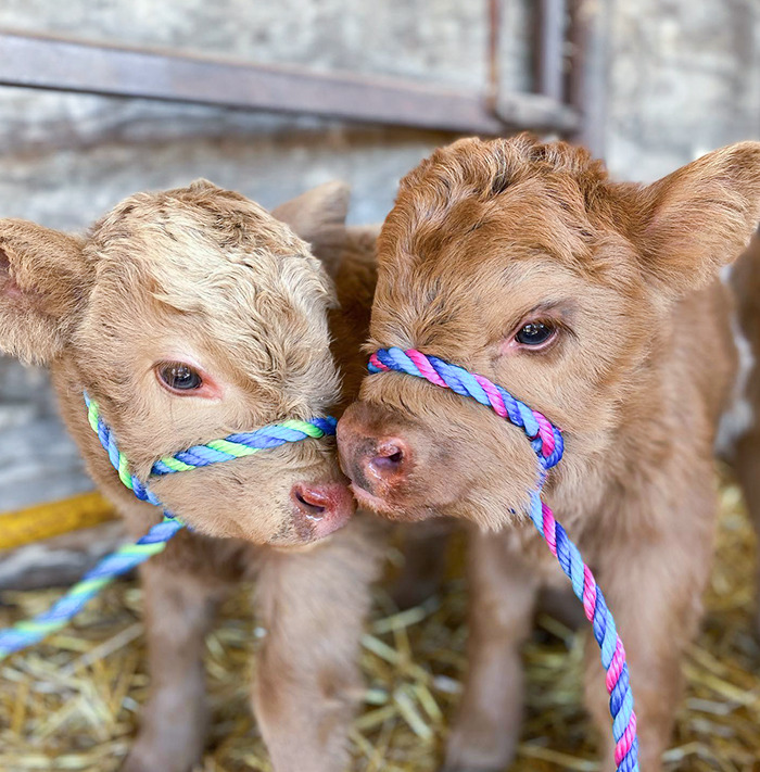 Two adorable baby calves with colorful ropes around their noses stand on hay, showcasing their cuteness.