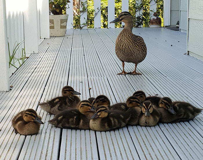 Adorable baby animals: a mother duck with her ducklings on a wooden deck.