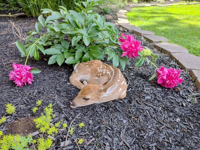 Adorable baby animal, a fawn, resting on mulch surrounded by pink flowers.
