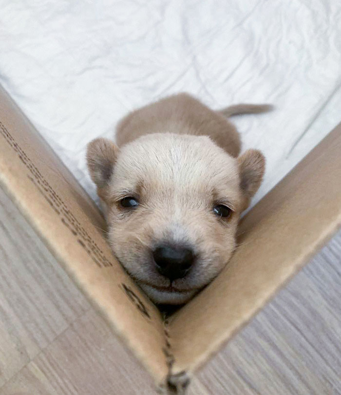 Adorable baby animal, a tiny puppy peeking from a cardboard box with a curious expression.