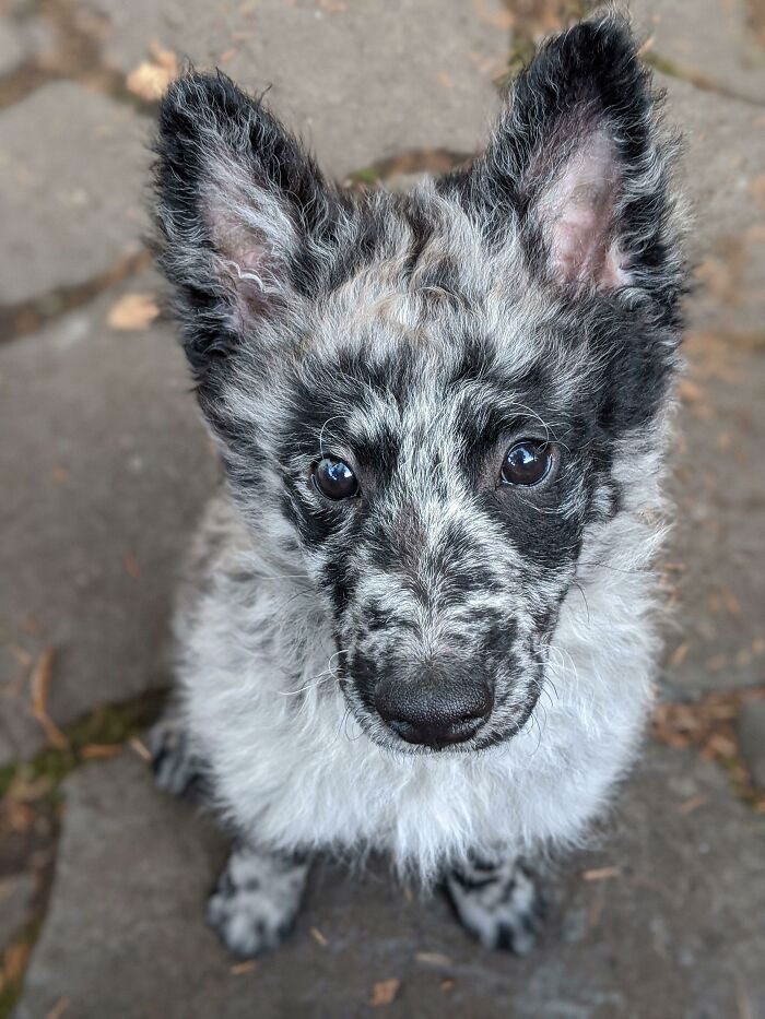 Adorable baby dog with fluffy fur and big ears sitting on stones, looking up with curious eyes.