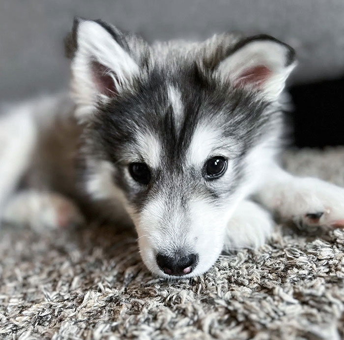 Adorable baby animal, a fluffy puppy with grey and white fur, lying on a soft rug.