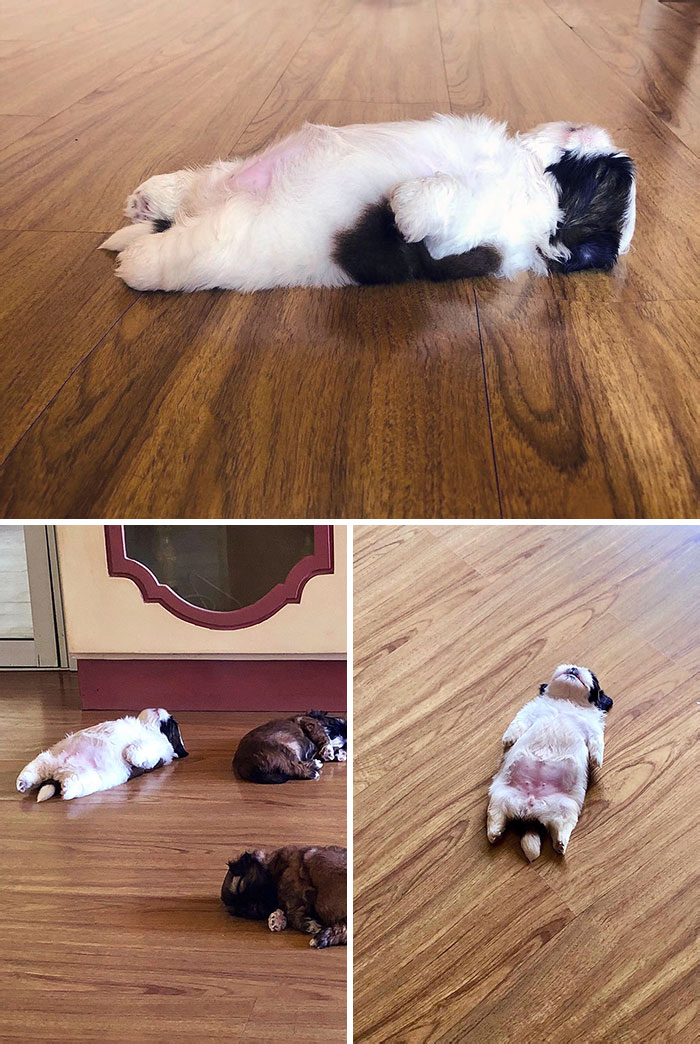 Adorable baby animals napping on a wooden floor.