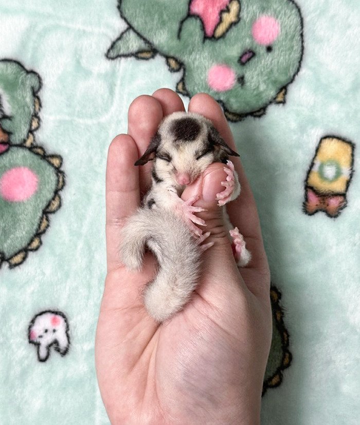 A tiny baby animal resting in a hand, showcasing its furry tail and closed eyes on a patterned background.