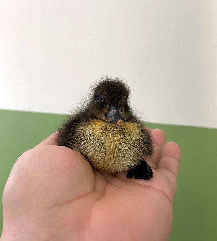 Adorable baby animal: a fluffy duckling rests in an open palm.