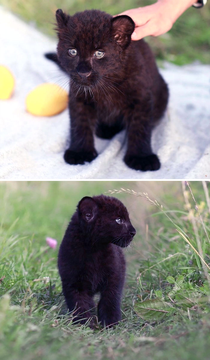 Adorable baby panther in nature; a tiny black cub exploring the grass.