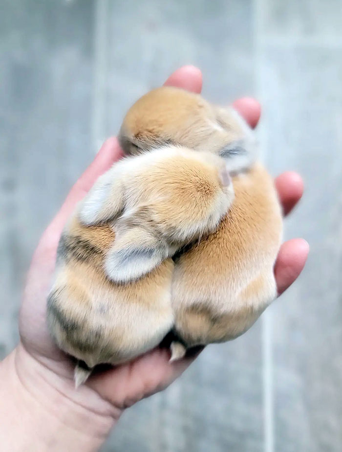 Adorable baby animals: two tiny bunnies snuggled in a hand.