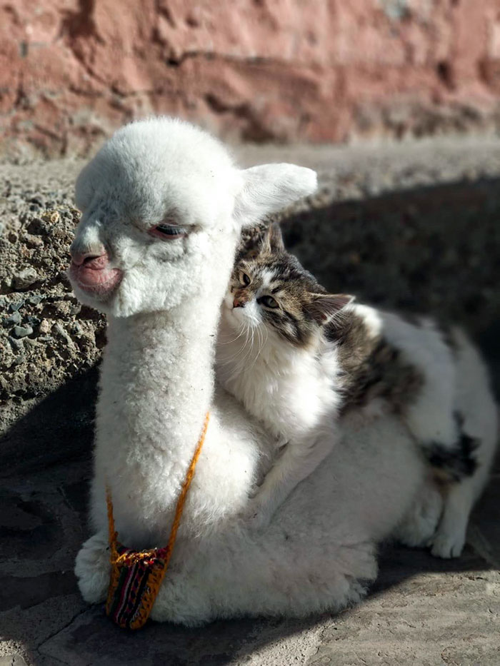 Adorable baby animals: a fluffy baby llama and a kitten cuddling together on a stone surface.