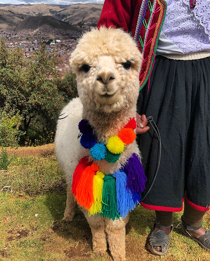 Adorable baby alpaca with a colorful yarn necklace standing beside a person dressed in traditional attire.