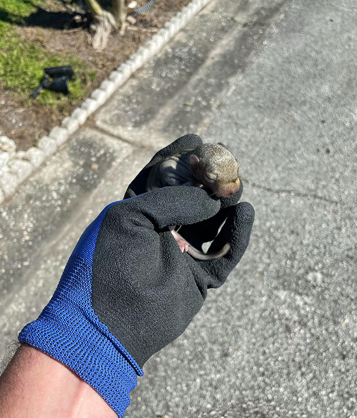 Gloved hand holding an adorable baby animal on a sidewalk.