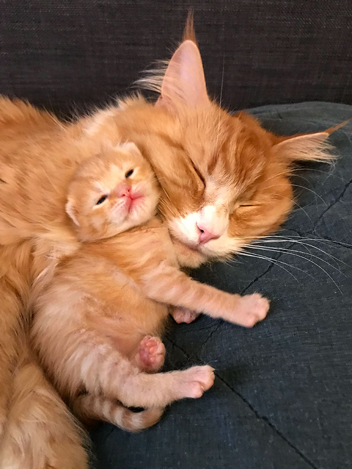 Adorable baby animals: a ginger kitten snuggling with its mother, both with eyes closed, on a soft blanket.