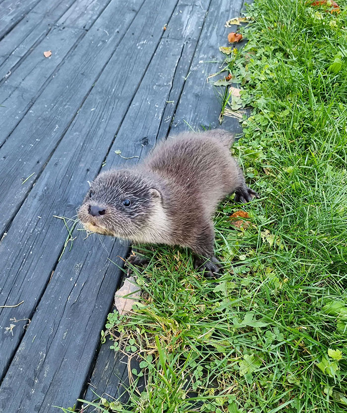 Cute baby animal otter on a wooden deck, exploring the grass nearby.