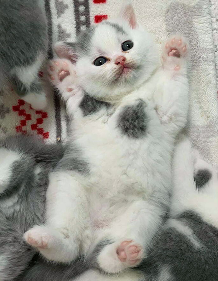 Adorable baby animal: fluffy kitten lying on a patterned blanket with paws up.