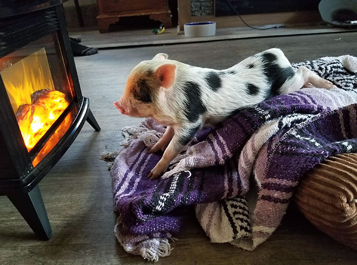 Adorable baby piglet on a cozy blanket by a warm fireplace.