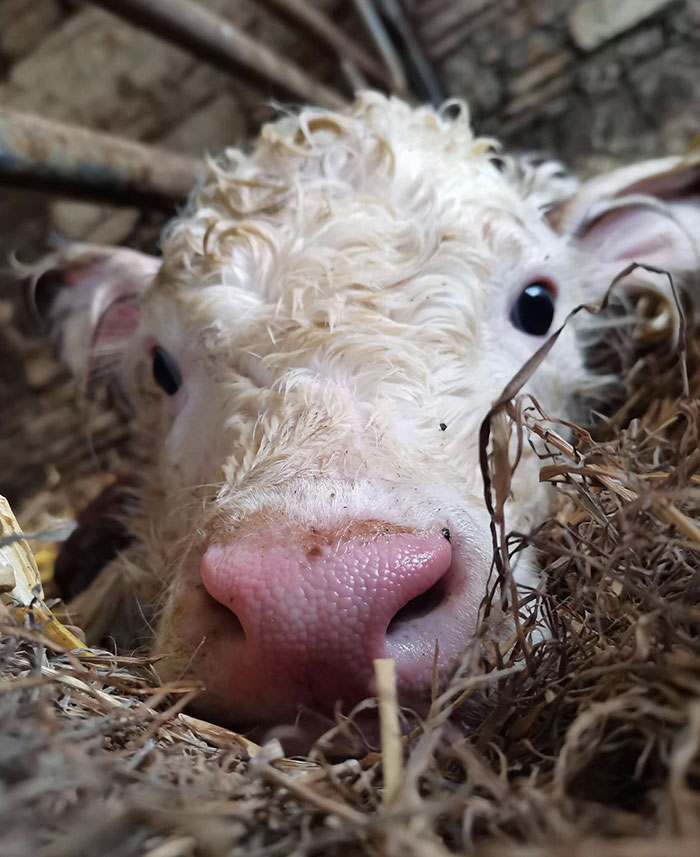Adorable baby animal with curly fur snuggled in hay, displaying a cute pink nose.