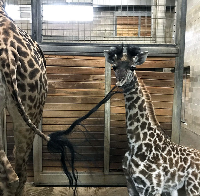 Adorable baby giraffe nibbling on its mother's tail inside a zoo enclosure.