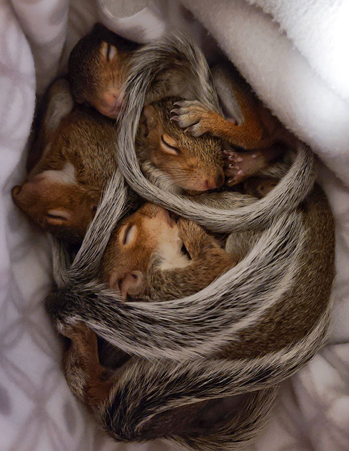 Adorable baby animals: a group of sleeping baby squirrels cuddled together, wrapped in each other's fluffy tails.