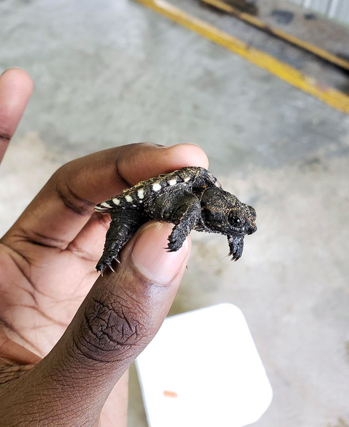 A tiny baby animal, a turtle, held gently between fingers, showcasing its intricate scales and adorable features.