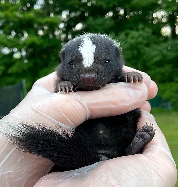 Adorable baby skunk cupped in gloved hands outdoors.