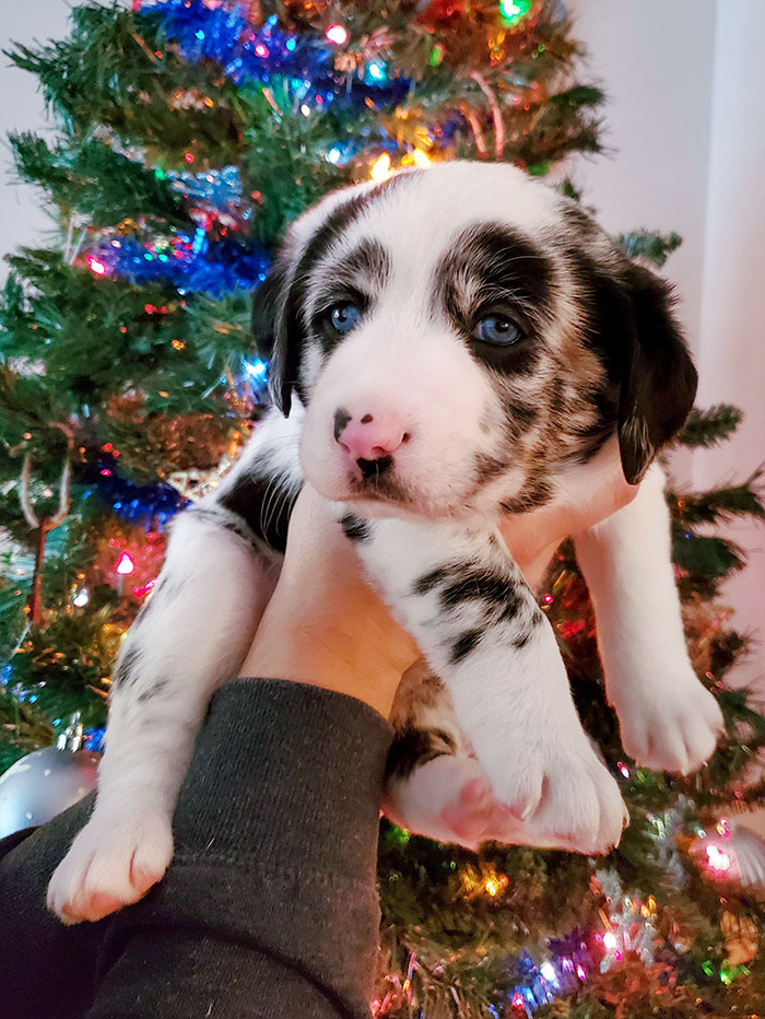 Adorable baby animal, a spotted puppy held up in front of a decorated Christmas tree with colorful lights.