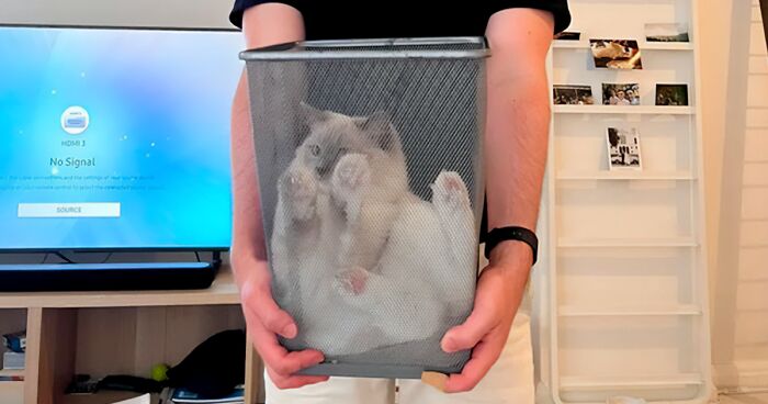 This Online Group Exists To Show All The Hilariously Adorable Ways Kitties Can Get “Cat Trapped” And Here Are 40 Of Their Newest Catches