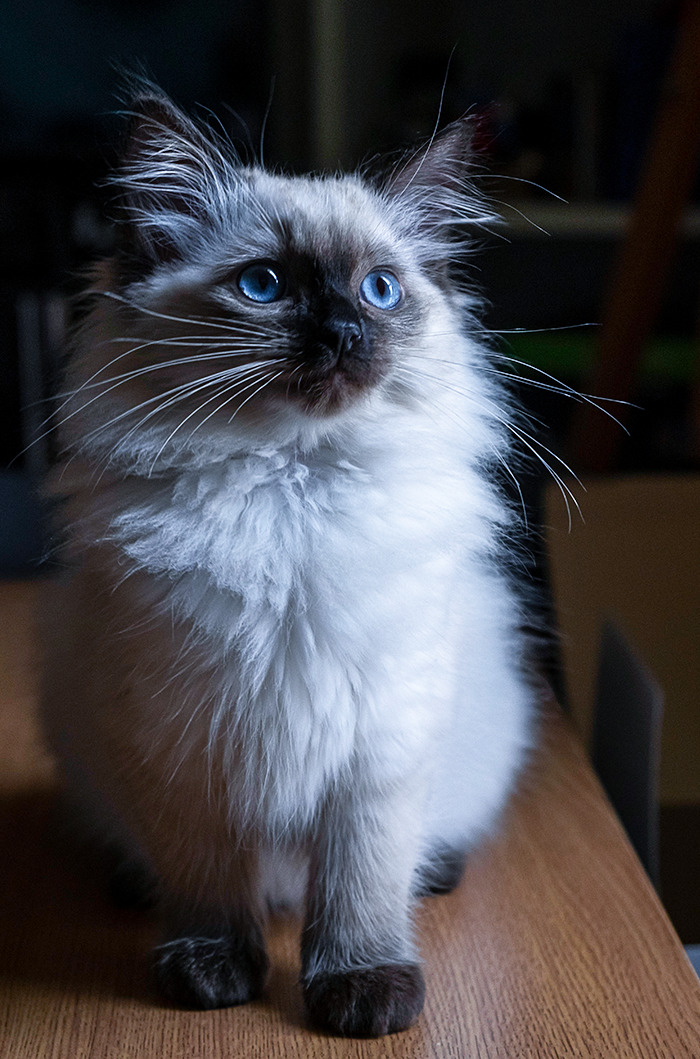 I Took A Picture Of My Cat