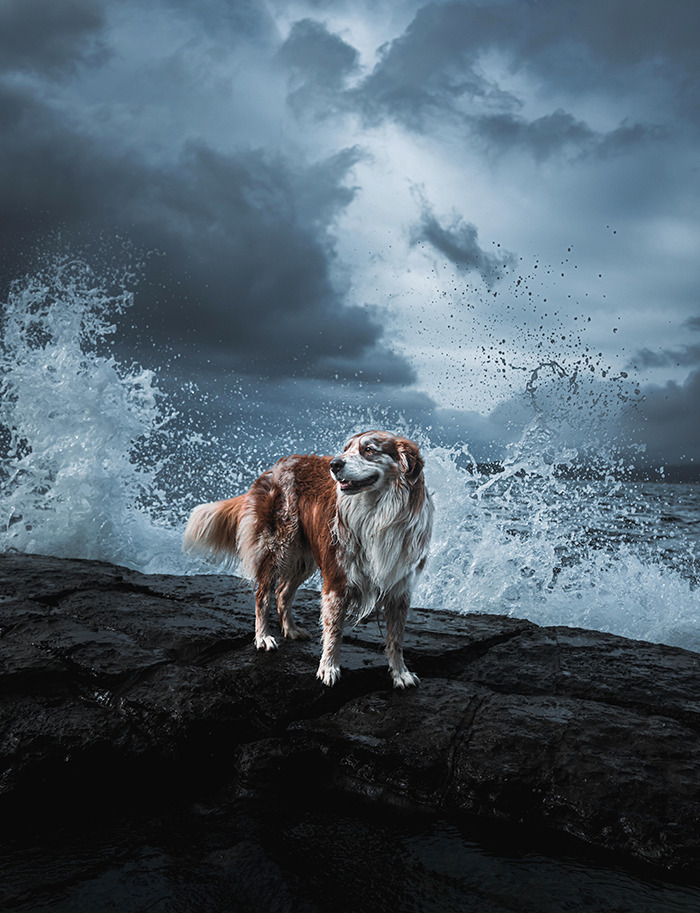 My Dog And Some Waves