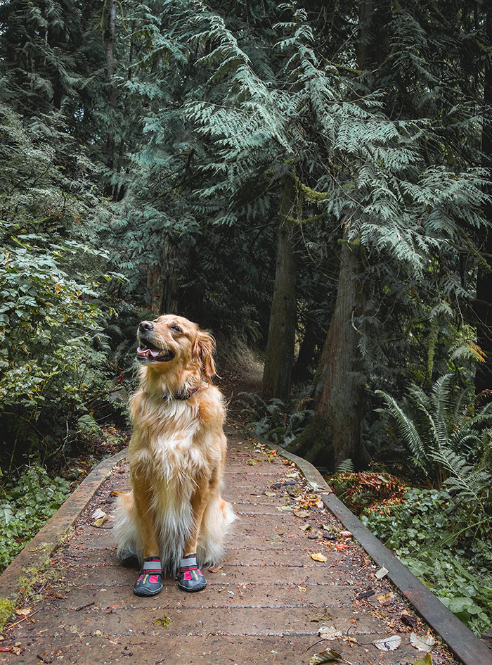 I Took A Picture Of Our Dog On A Hike