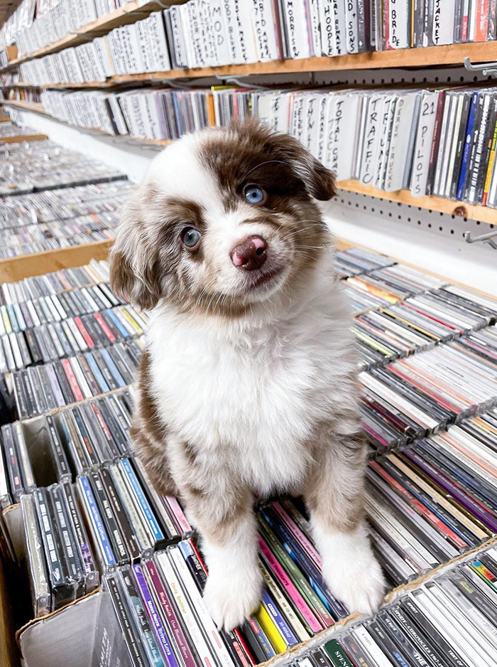 The Record Shop Near Me Got A Pup