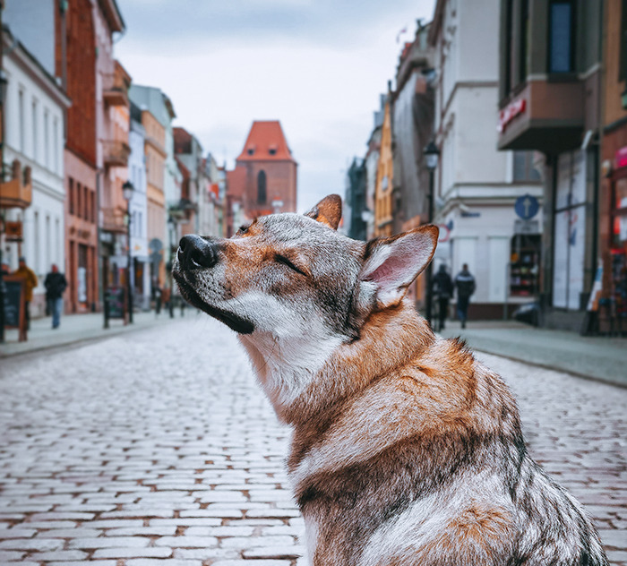 I Took A Picture Of My Dog ​​Enjoying The Moment