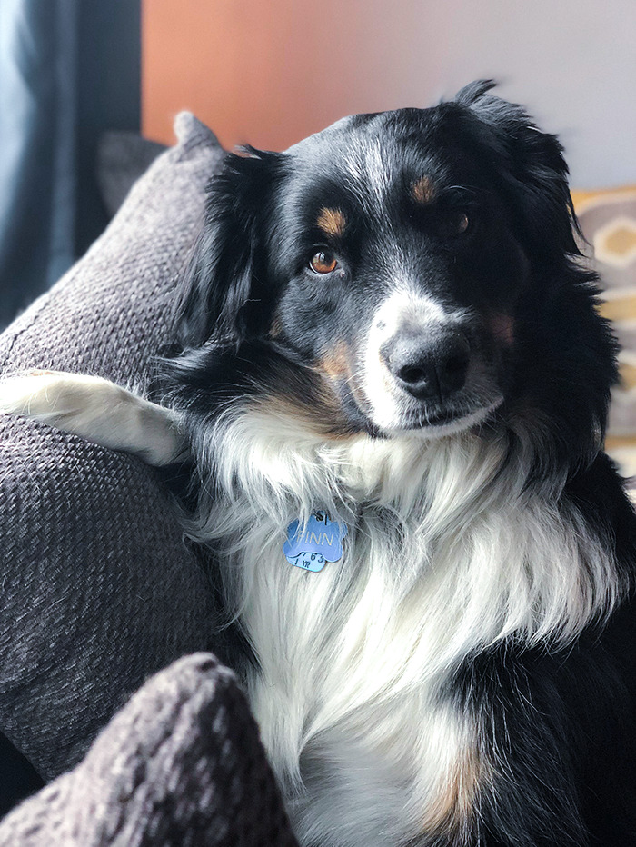 I Aspire To Be As Photogenic As My Dog