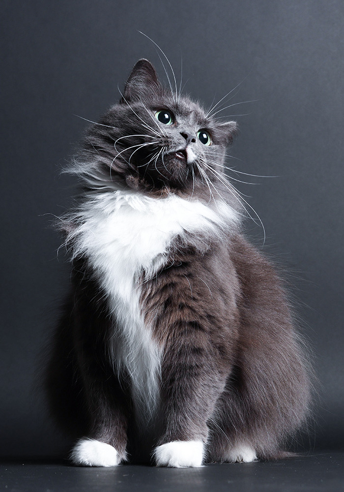 Lucy Is Doing Her Best Pose For The Camera