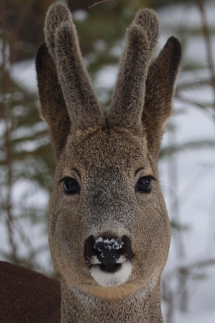 I Took A Picture Of A Deer